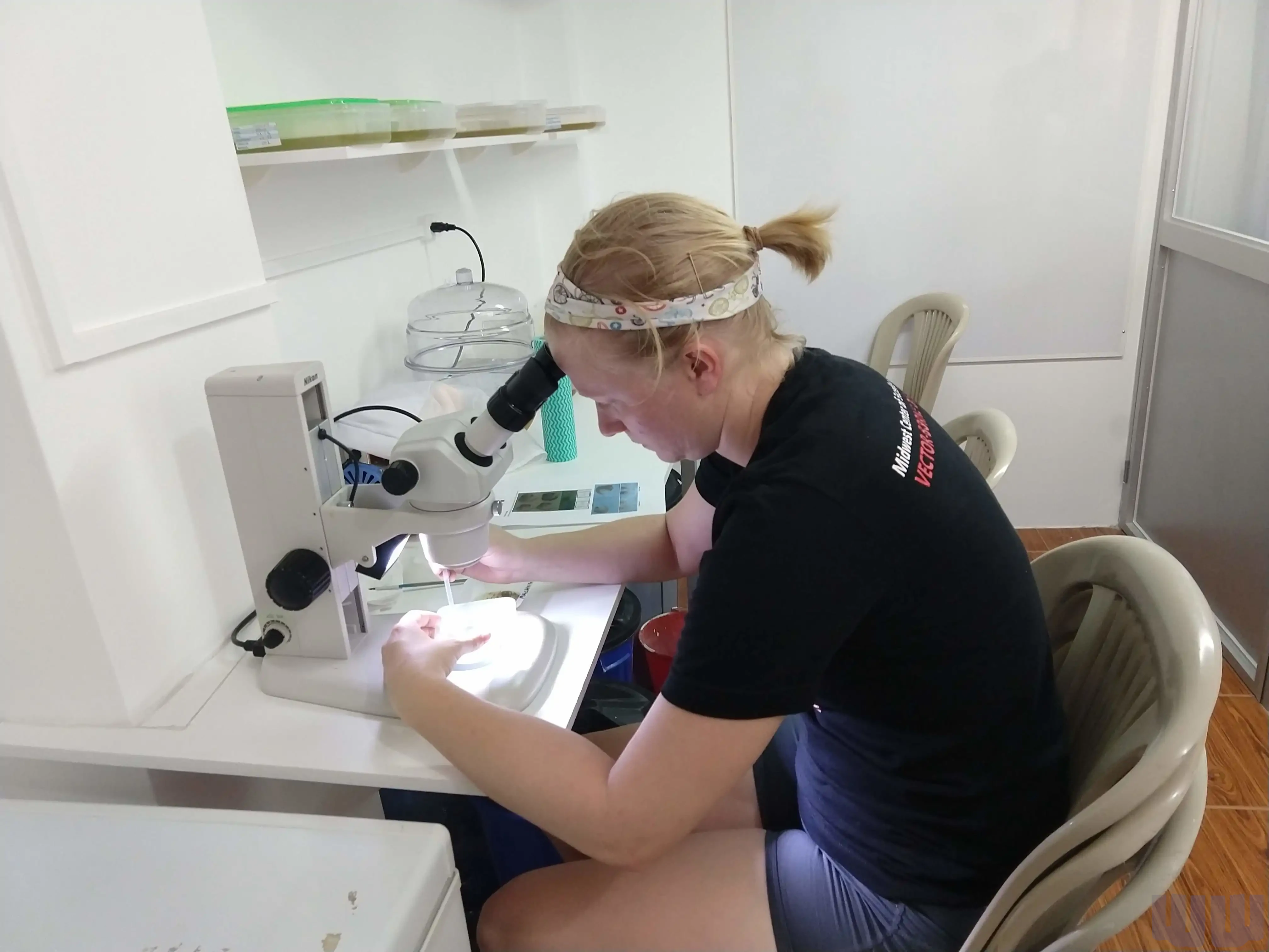 Separating Mosquito Pupae by Sex